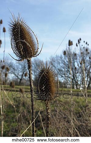 details, nature, plant, flowers, outdoor, handle, quills View Large Photo Image Stock Photography - details, nature, plant, flowers, outdoor, handle, quills. Fotosearch