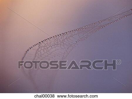 dew, dewdrop, drop, wet, nature View Large Photo Image Stock Photo - dew, dewdrop, drop, wet, nature. Fotosearch