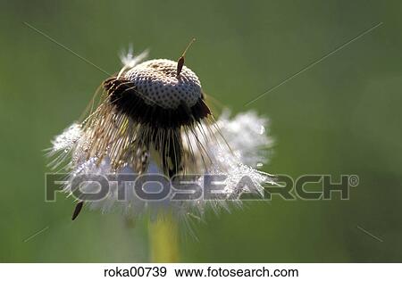 dew, nature, flora, flowers, plant, dandelion, seed View Large Photo Image Stock Photo - dew, nature, flora, flowers, plant, dandelion, seed. Fotosearch