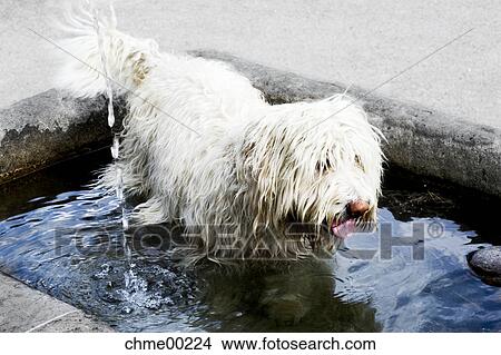 dog, animal, friend, fellow, accompanist, fountain, wells View Large Photo Image Picture - dog, animal, friend, fellow, accompanist, fountain, wells. Fotosearch
