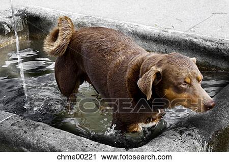 dog, animal, friend, fellow, accompanist, brown, fountain View Large Photo Image Stock Image - dog, animal, friend, fellow, accompanist, brown, fountain. Fotosearch