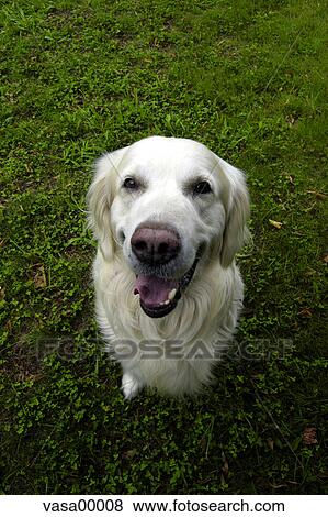 dog, canine, breed, golden, retriever, mammal, pet View Large Photo Image Stock Photo - dog, canine, breed, golden, retriever, mammal, pet. Fotosearch