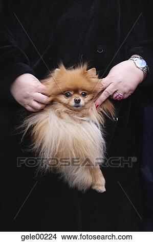 dog, cynophilist, lap dog, walk a dog, animal lover, animal, promenader View Large Photo Image Picture - dog, cynophilist, lap dog, walk a dog, animal lover, animal, promenader. Fotosearch