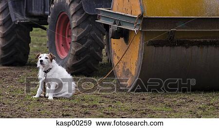 dog, detail, pelt, fun, mongrel, scene, animal View Large Photo Image Stock Photo - dog, detail, pelt, fun, mongrel, scene, animal. Fotosearch