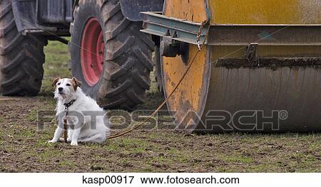 Stock Photo - dog, detail, pelt, fun, mongrel, scene, animal. Fotosearch