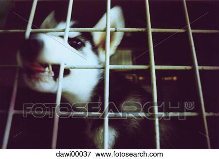 Stock Photo - dog, dog fight, animal fight, animal market, lattice, imprisoned, wild animal. Fotosearch