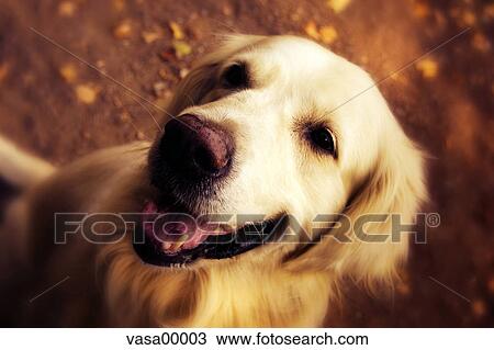 dog, golden, retriever, animal, mammal, pet, canine View Large Photo Image Stock Image - dog, golden, retriever, animal, mammal, pet, canine. Fotosearch