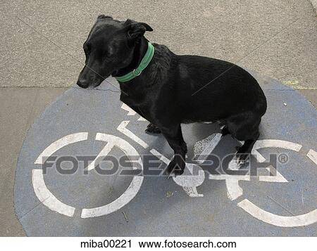 dog, hound, canine, domestic dogs, pets, animals, mammals View Large Photo Image Stock Image - dog, hound, canine, domestic dogs, pets, animals, mammals. Fotosearch