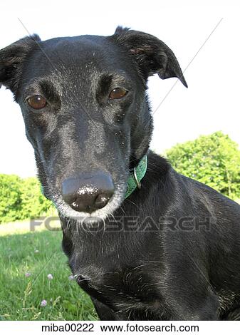 dog, hound, canine, domestic dogs, pets, animals, mammals View Large Photo Image Stock Image - dog, hound, canine, domestic dogs, pets, animals, mammals. Fotosearch