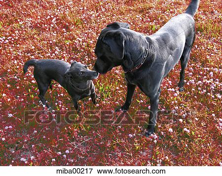 dog, hound, canine, domestic dogs, pets, animals, mammals View Large Photo Image Stock Photo - dog, hound, canine, domestic dogs, pets, animals, mammals. Fotosearch