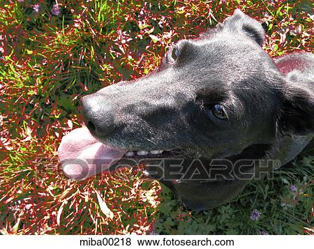 dog, hound, canine, domestic dogs, pets, animals, mammals View Large Photo Image Stock Photo - dog, hound, canine, domestic dogs, pets, animals, mammals. Fotosearch