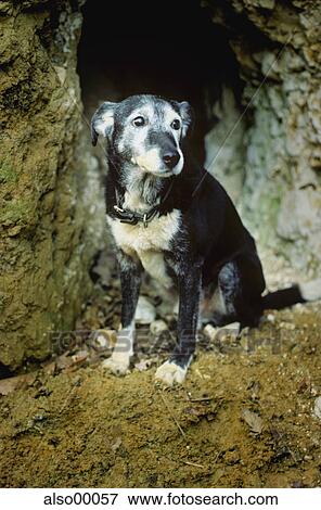 dog, old, mongrel, lupus, grey, sitting, cave View Large Photo Image Stock Photo - dog, old, mongrel, lupus, grey, sitting, cave. Fotosearch