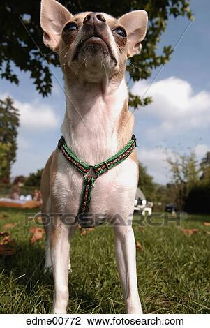 dog, outside, outdoors, barker, view, meadow, garden View Large Photo Image Stock Image - dog, outside, outdoors, barker, view, meadow, garden. Fotosearch