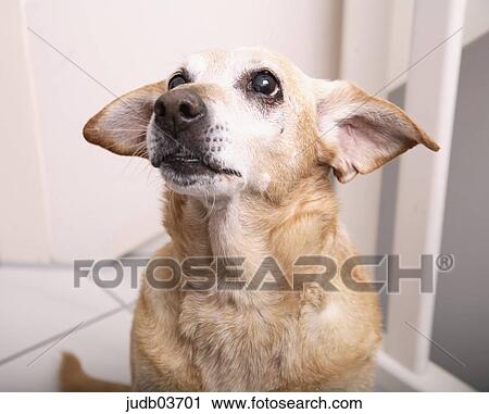 Stock Image - dog, pet, beige, torso, upper part of the body, indoor photo, brown. Fotosearch