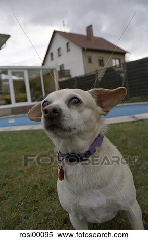 Stock Photography - dog, small, ear, ears, funny, mouth, view. Fotosearch