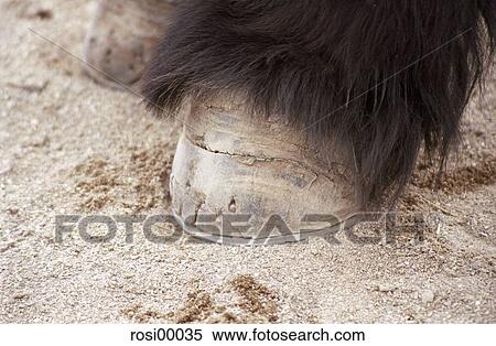 Stock Photography - donkey foot, animal detail, donkey, hoof, hooves, hairs, sand. Fotosearch