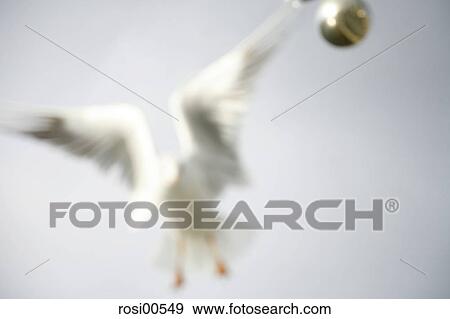 doves, bird, birds, fly, flying, flies View Large Photo Image Stock Photo - doves, bird, birds, fly, flying, flies. Fotosearch