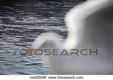 Stock Photograph - doves, bird, birds, fly, flying, flies. Fotosearch