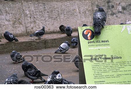 doves, Budapest, sign, advertising board, Hungary, advertisement View Large Photo Image Stock Image - doves, Budapest, sign, advertising board, Hungary, advertisement. Fotosearch