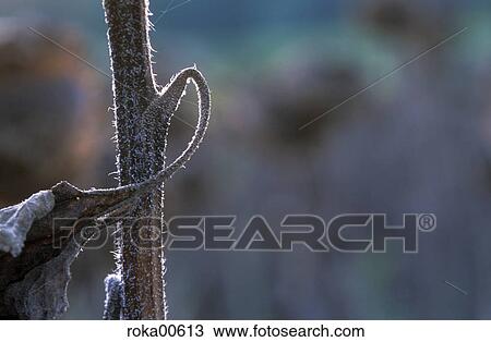 Stock Image - dries, sunflower, Dry, DRYING, frail, sunflower field, sere. Fotosearch