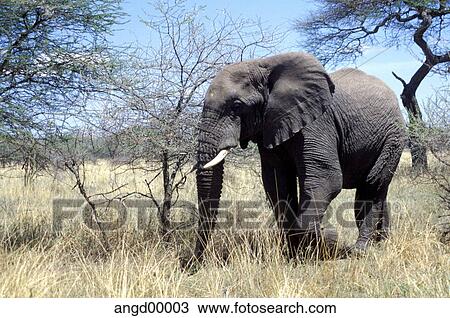 Dry, aridity, drouth, drought, Day, ivory, Africa View Large Photo Image Stock Image - Dry, aridity, drouth, drought, Day, ivory, Africa. Fotosearch