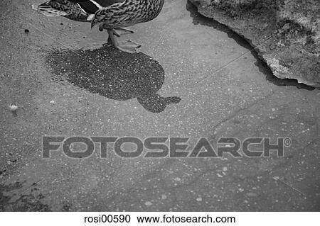 duck, shade, shadow, water, waters, aquatic, grey View Large Photo Image Stock Image - duck, shade, shadow, water, waters, aquatic, grey. Fotosearch