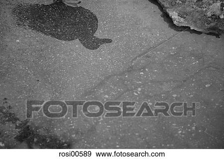 duck, shade, shadow, water, waters, aquatic, grey View Large Photo Image Stock Photo - duck, shade, shadow, water, waters, aquatic, grey. Fotosearch