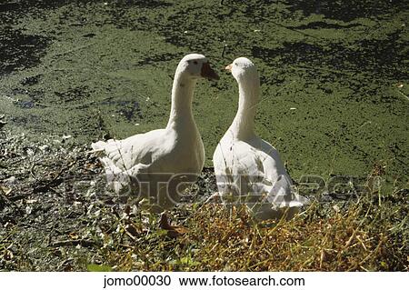 Stock Image - duckweed, geese, couple, pair, poultry, Love, lovers. Fotosearch