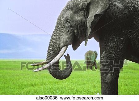 elephant, bull, male, tusk, africa, tanzania, crater View Large Photo Image Stock Photograph - elephant, bull, male, tusk, africa, tanzania, crater. Fotosearch