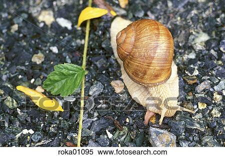 escargot, snail, gravel path, snail shell, animals, snails, mollusc View Large Photo Image Stock Photography - escargot, snail, gravel path, snail shell, animals, snails, mollusc. Fotosearch
