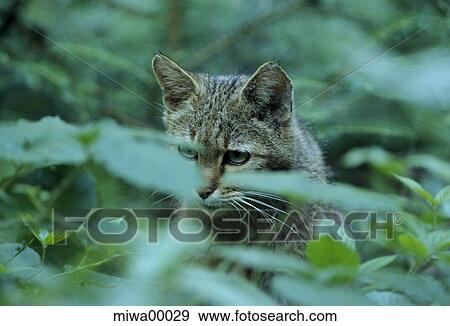 Stock Photo - European wildcat, small cats, portrait, animal portrait, cat, carnivore, carnivores. Fotosearch