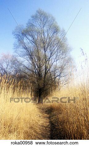 fall, nature, landscape, scenery, tree, reed, nature protection View Large Photo Image Stock Photo - fall, nature, landscape, scenery, tree, reed, nature protection. Fotosearch