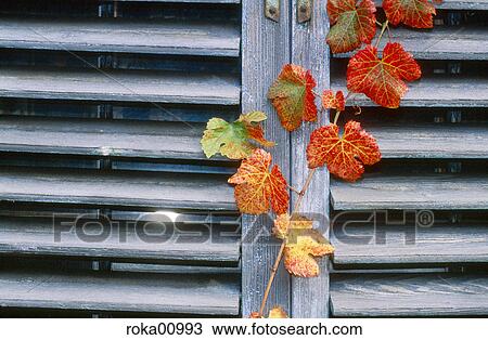 fall, shutter, stable, window shutter, wooden window frame, autumn, plant View Large Photo Image Stock Image - fall, shutter, stable, window shutter, wooden window frame, autumn, plant. Fotosearch