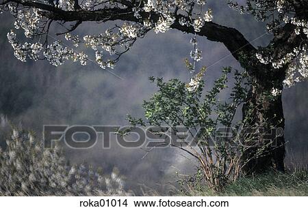 fall, tree, trunk, tree trunk, romantic, romance, romanticism View Large Photo Image Picture - fall, tree, trunk, tree trunk, romantic, romance, romanticism. Fotosearch