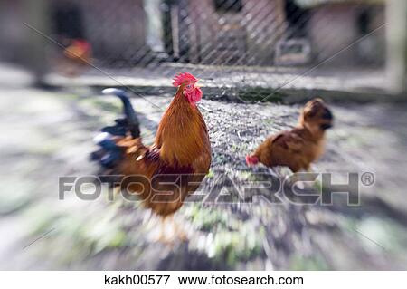 farm, animal, bird, comb, feathering, production animal View Large Photo Image Stock Photo - farm, animal, bird, comb, feathering, production animal. Fotosearch