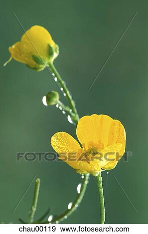 farmer, abloom, bloom, blossom, buttercup, Christian, Day View Large Photo Image Stock Photo - farmer, abloom, bloom, blossom, buttercup, Christian, Day. Fotosearch