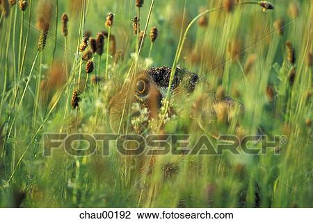 farmer, Bunny, Christian, Day, easter, EYE, Eyes View Large Photo Image Stock Image - farmer, Bunny, Christian, Day, easter, EYE, Eyes. Fotosearch