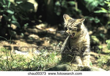 farmer, cat, Christian, Day, front View Large Photo Image Stock Image - farmer, cat, Christian, Day, front. Fotosearch