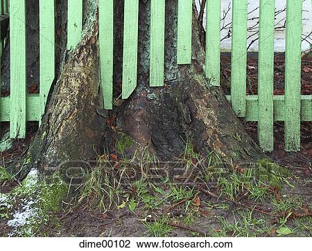 fence, tree, trunk, tree trunk, wood, green, dominance View Large Photo Image Stock Image - fence, tree, trunk, tree trunk, wood, green, dominance. Fotosearch