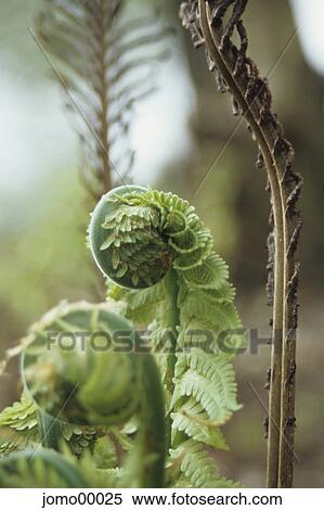Stock Photography - fern, deconvolution, spring awakening, young green, plant, nature, spring. Fotosearch