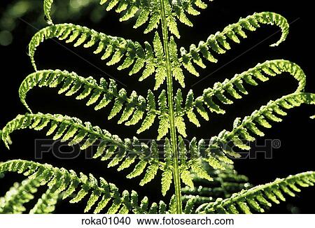 fern, shape, forest fern, back light, structure, dainty, leaves View Large Photo Image Stock Image - fern, shape, forest fern, back light, structure, dainty, leaves. Fotosearch