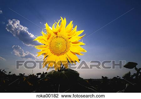field, flora, Postcard motive, acre, sunflower field, sunflower, summer View Large Photo Image Stock Image - field, flora, Postcard motive, acre, sunflower field, sunflower, summer. Fotosearch