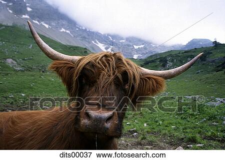 fire, animals, pelt, portrait, cow, mountain, cows View Large Photo Image Stock Photo - fire, animals, pelt, portrait, cow, mountain, cows. Fotosearch