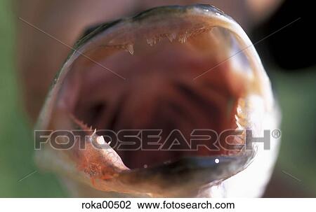 Stock Image - fish, detail, animal, pike, luce, ivories, denture. Fotosearch