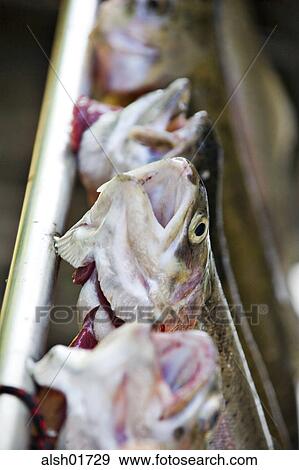 fish, food, animal food, nutrition, nourishment, fishes, fishery View Large Photo Image Stock Photo - fish, food, animal food, nutrition, nourishment, fishes, fishery. Fotosearch