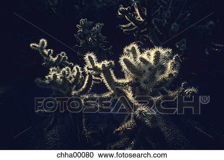 flora, cactus, desert, sun, ray, spike View Large Photo Image Stock Image - flora, cactus, desert, sun, ray, spike. Fotosearch