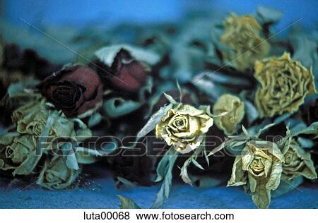 flora, nature, plant, flower, rose, sad View Large Photo Image Stock Photo - flora, nature, plant, flower, rose, sad. Fotosearch