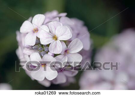 flora, plant, plants, Vienna, flower, beautiful, garden View Large Photo Image Stock Photo - flora, plant, plants, Vienna, flower, beautiful, garden. Fotosearch