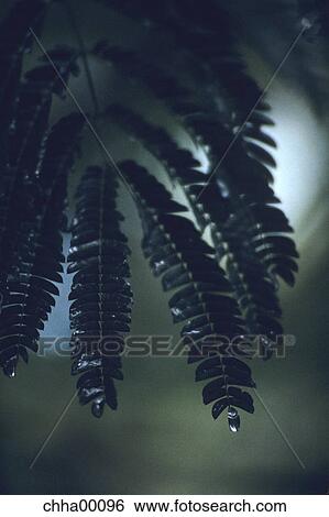 flora, tree, wet, rain, drip, drop, moist View Large Photo Image Stock Photograph - flora, tree, wet, rain, drip, drop, moist. Fotosearch