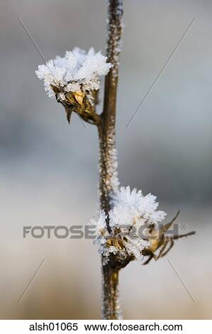 flower, cold, Coldness, Flower, flowers, frostiness, frosty View Large Photo Image Stock Photography - flower, cold, Coldness, Flower, flowers, frostiness, frosty. Fotosearch